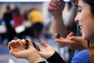 Closeup of someone holding hissing cockroaches in both hands