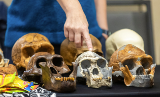 Six different skulls on display on a table covered with a black tablecloth